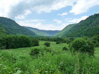 dağlar kavkaz alpine meadows