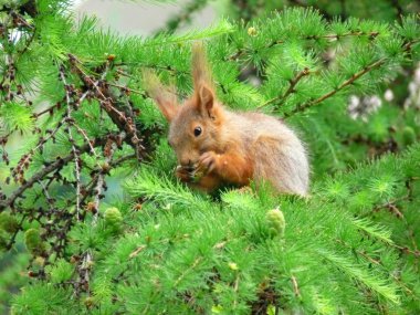 The squirrel on larch clipart