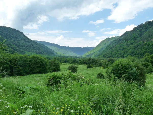 stock image The Alpine meadows of mountains Kavkaz