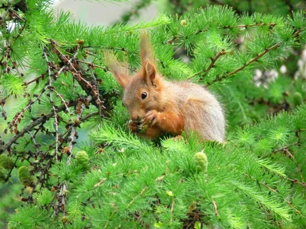 Wiewiórka na modrzew — Zdjęcie stockowe