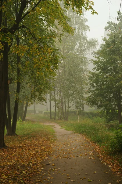 stock image Foggy morning in park