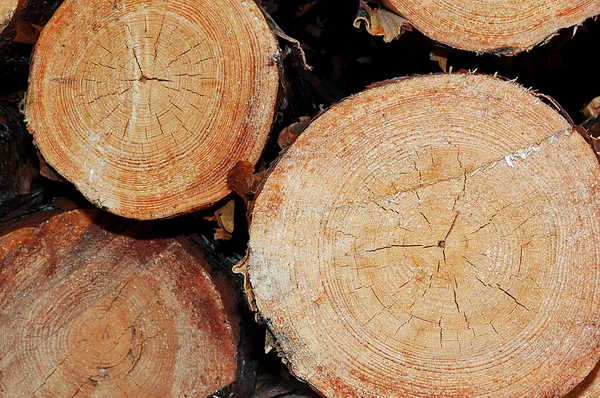 Stock image Three pine logs