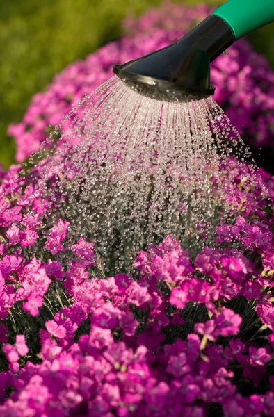 보라색 꽃과 물 뿌리 개 — 스톡 사진
