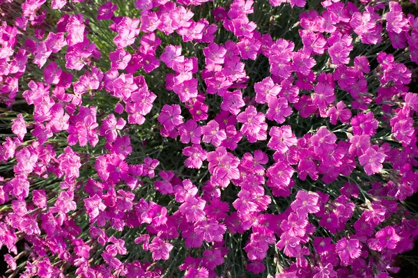 Fleurs violettes et flambeau — Photo