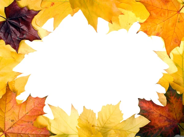 Autumn leaves for design — Stock Photo, Image