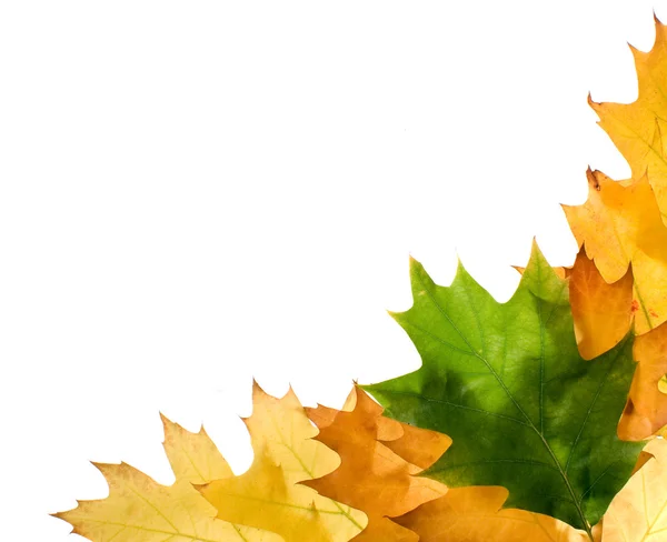 stock image Autumn leaves for design