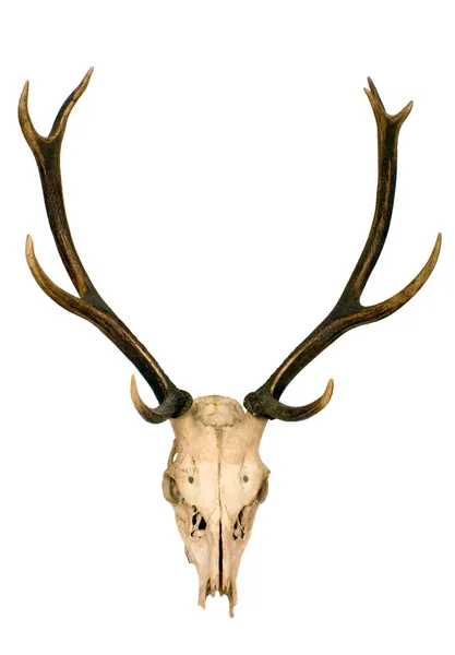 Horns of deer — Stock Photo, Image