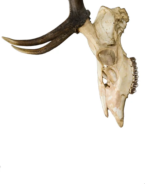 Horn — Stock Photo, Image