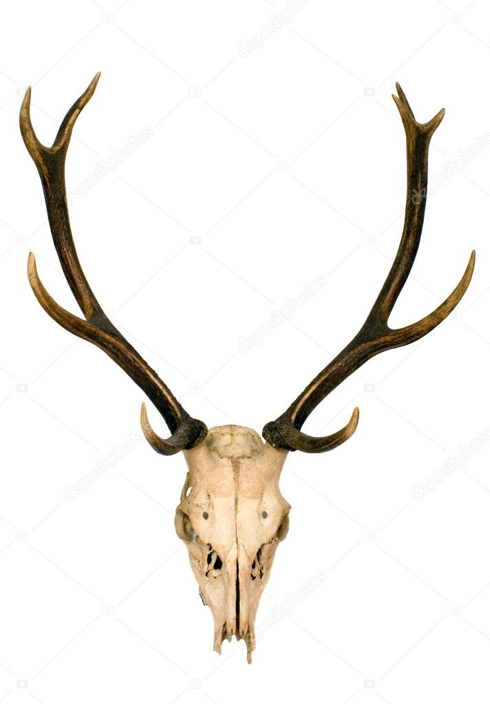 Horns of deer