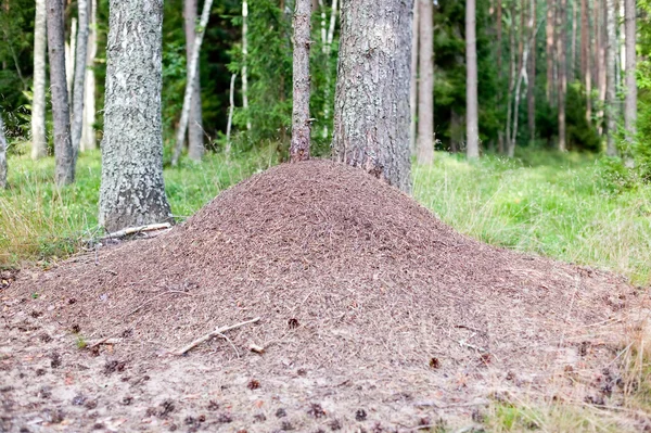 Огромный муравейник в лесу — стоковое фото