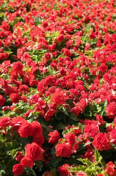 빨간 장미 텍스처 — 스톡 사진