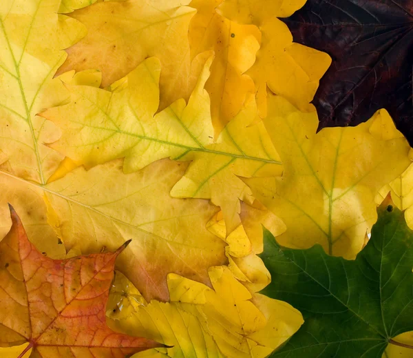 Autumn leaves for design — Stock Photo, Image