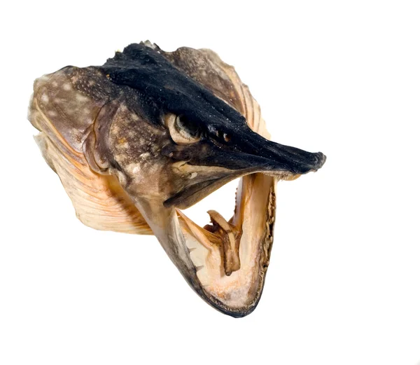 Head of fish — Stock Photo, Image