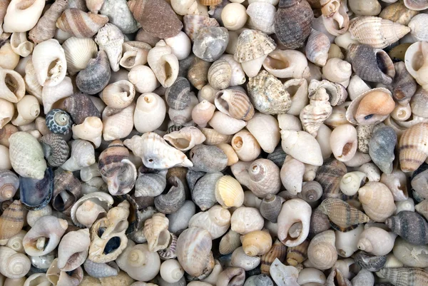 Textura de conchas — Fotografia de Stock