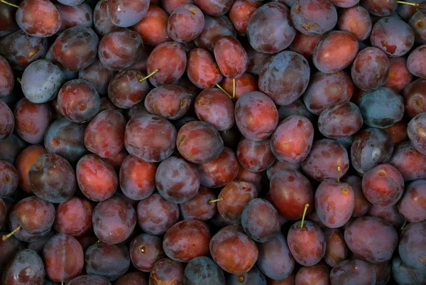 stock image Plum