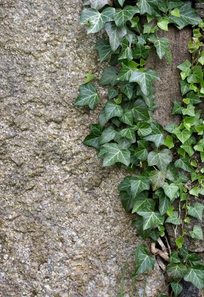 stock image Plants on rock