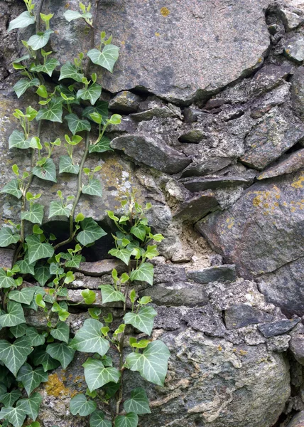 Stock image Plants on rock