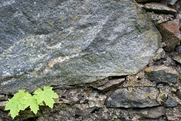 stock image Plants on rock