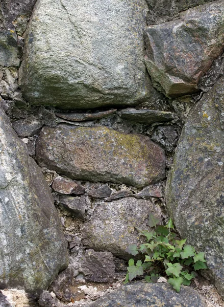 Piante su roccia — Foto Stock