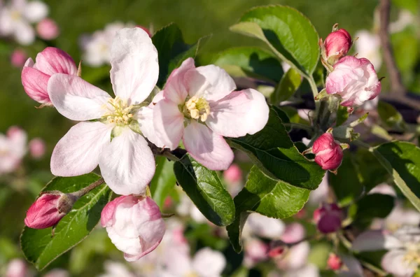 stock image Bloomes of apple