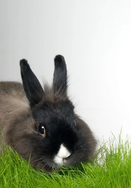 stock image Rabbit