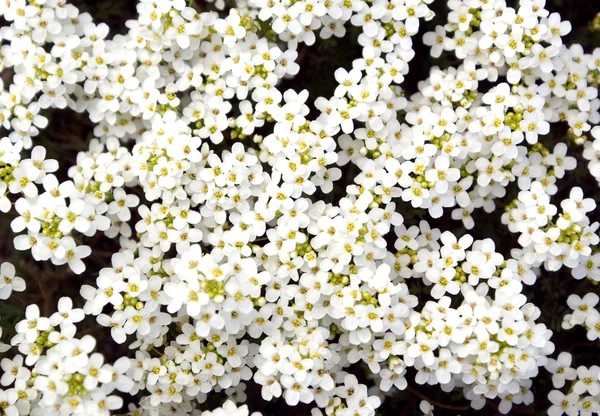 stock image White flowers