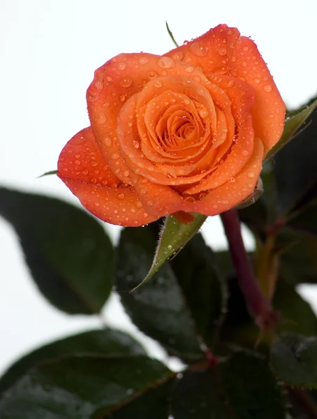 Помаранчева троянда з зеленим листям — стокове фото