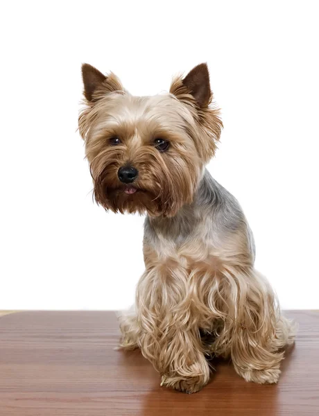 Yorkshire dog on brown table — Stock Photo, Image