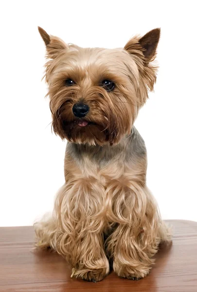 Kahverengi masa üstünde Yorkshire köpek — Stok fotoğraf
