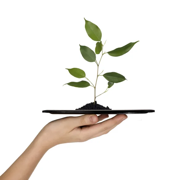 Man is holding tray with tree — Stock Photo, Image