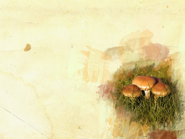 Mushroom frame concept — Stock Photo, Image