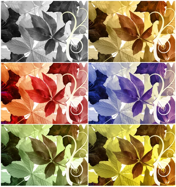 Imagen de hojas coloridas —  Fotos de Stock