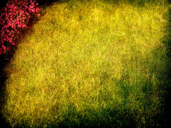 Moldura de grama com flores — Fotografia de Stock