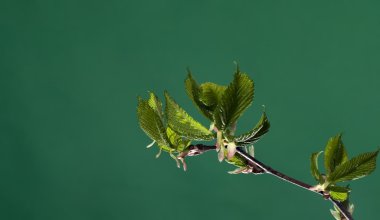 arka planı yeşil yaprakları ile şube