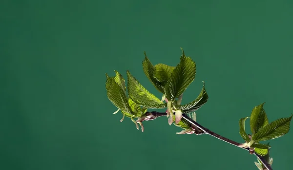 Υποκατάστημα με φύλλα σε πράσινο φόντο — Φωτογραφία Αρχείου