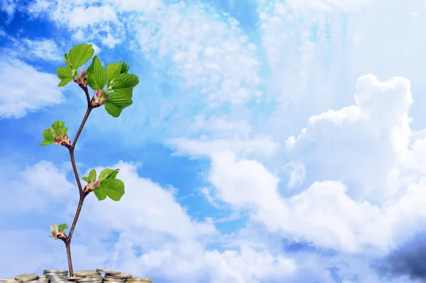 Синее небо с облаками и денежным деревом — стоковое фото