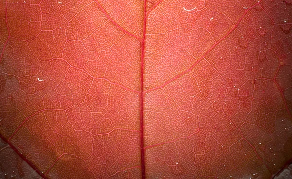 Texture of red leaf — Stock Photo, Image