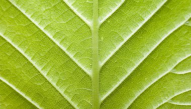 Düğün için tablo