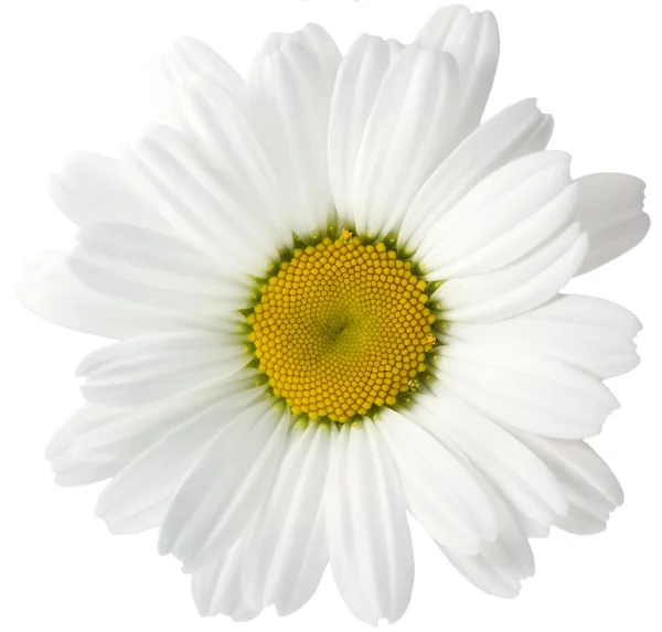 Macro shot of dandelion — Stock Photo, Image