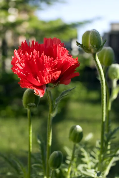 Bonita flor de flor —  Fotos de Stock