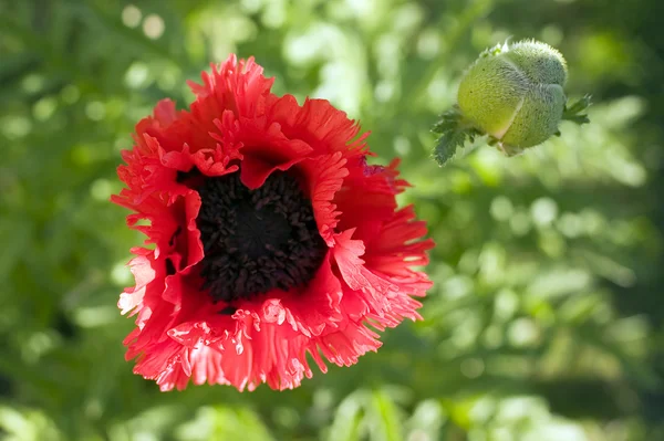 Bonita flor de flor —  Fotos de Stock