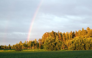 Sky with rainbow over forest clipart