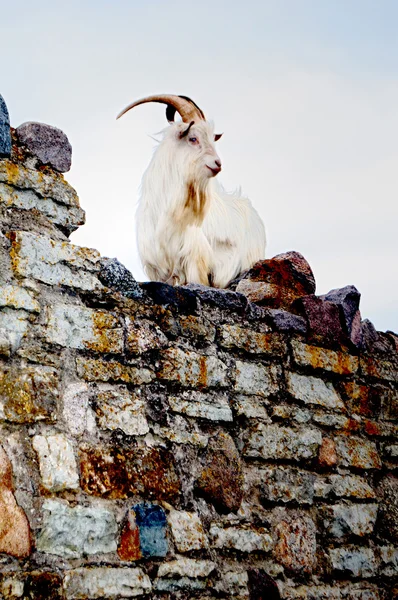 Goat at the wall Royalty Free Stock Images