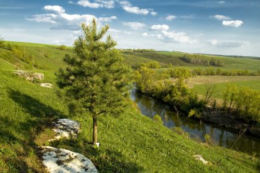 Pine Tree on the Brae clipart