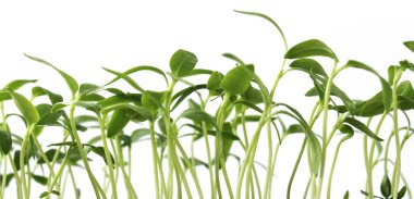 The young shoots of pepper clipart