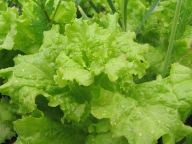 salata yaprakları