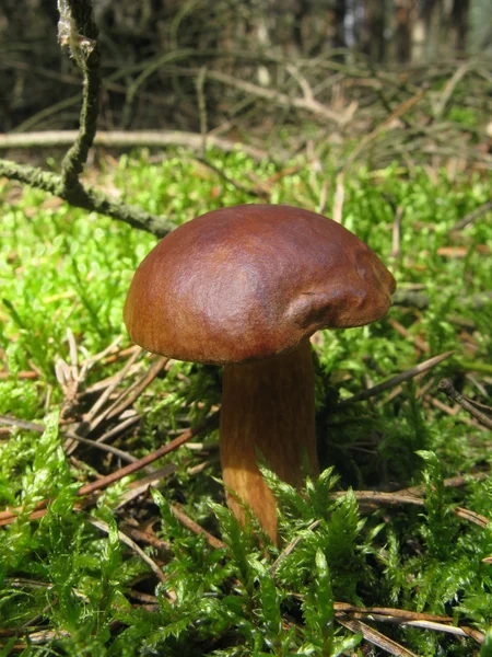 Cogumelo comestível em musgo — Fotografia de Stock