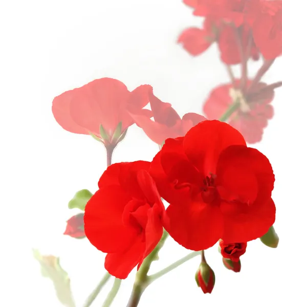 Flores de gerânios vermelhos — Fotografia de Stock
