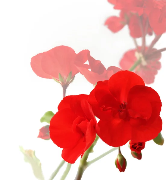 Bloemen van rode geraniums Stockafbeelding