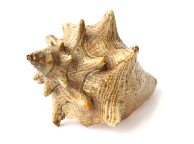 beyaz zemin üzerinde kabukları